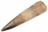Fossil Spinosaurus Tooth - Restored Tip #368053-1